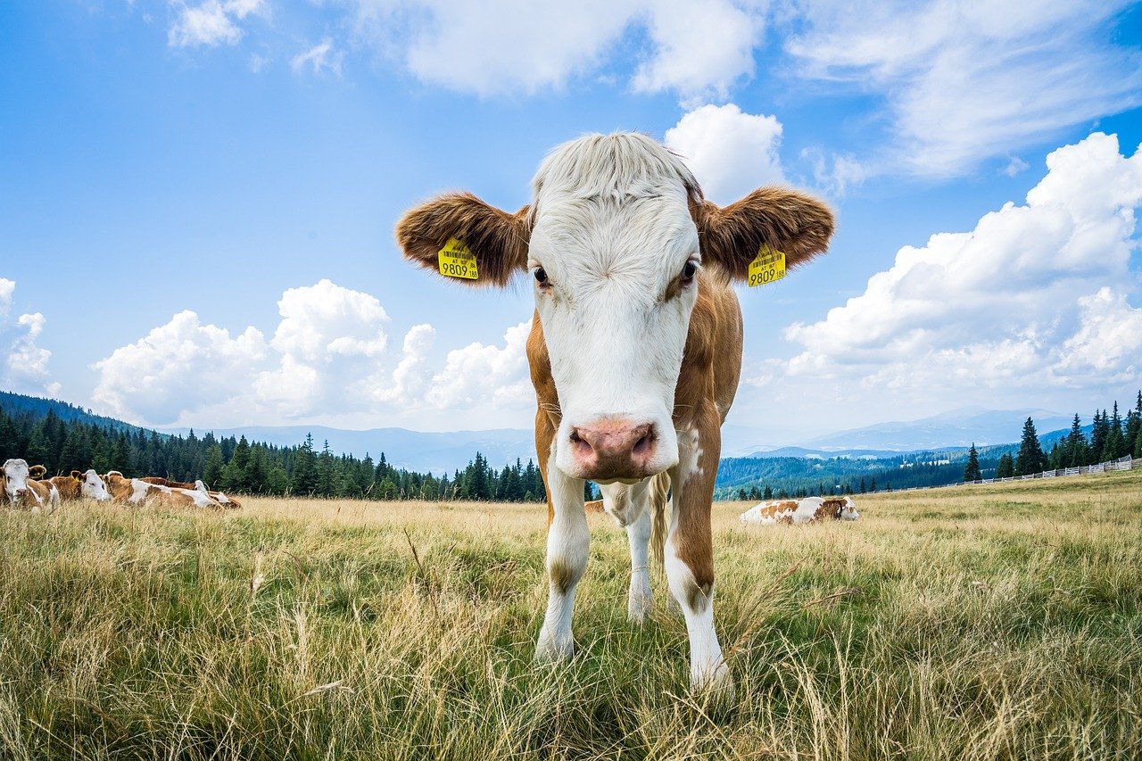 Den na moravském venkově